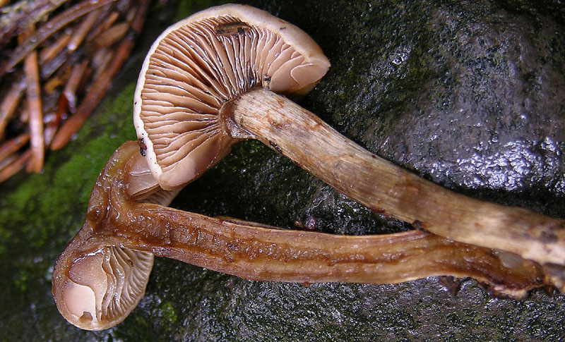 Hebeloma mesophaeum